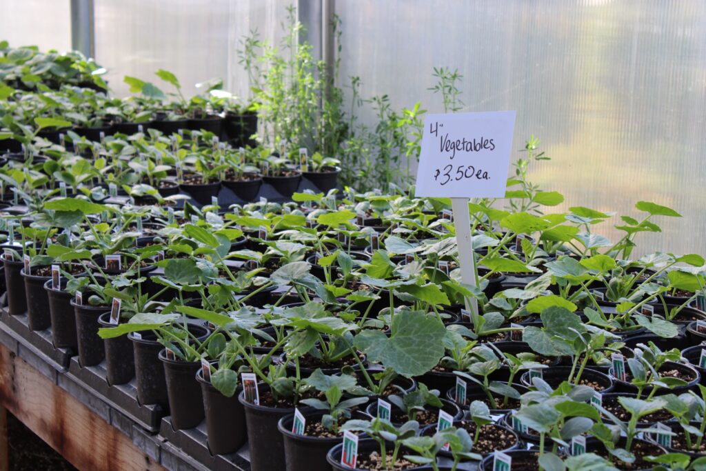 Vegetable starts.