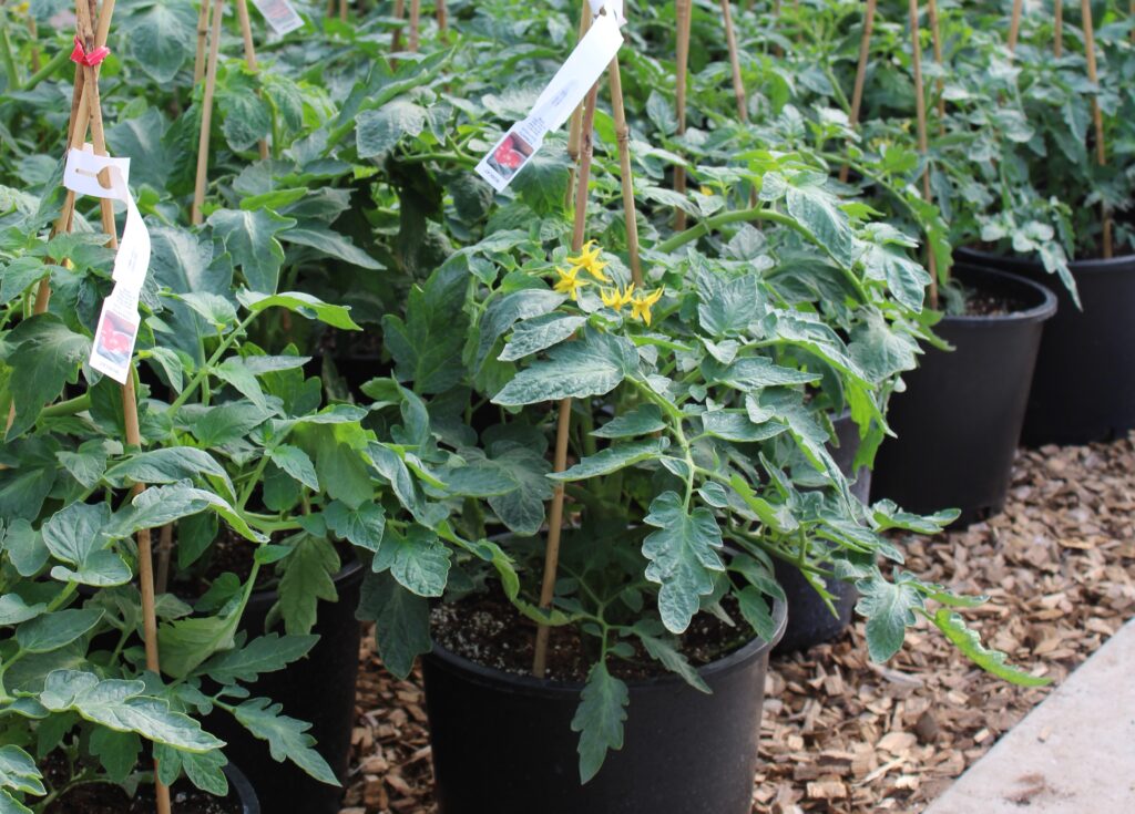Get a head start on those delicious homegrown tomatoes!