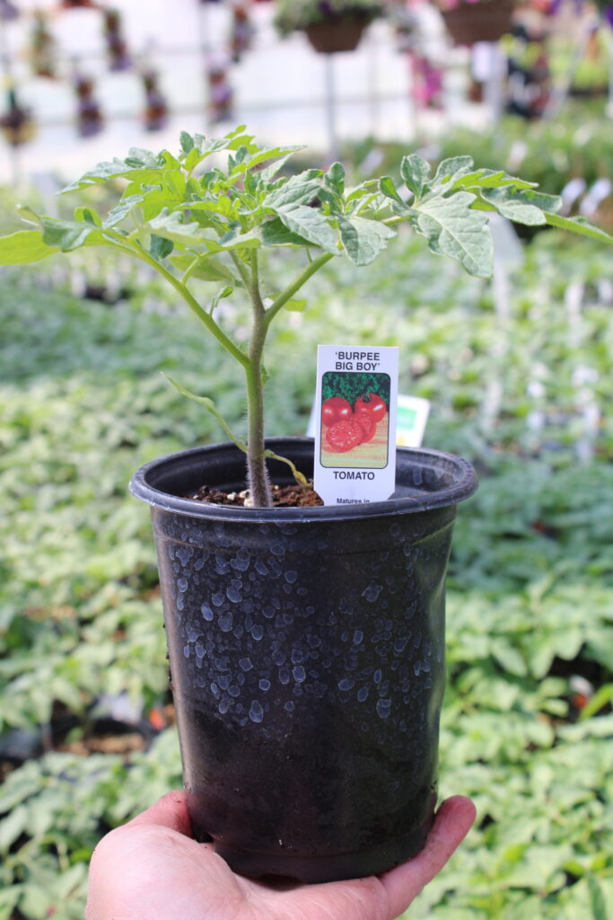 4" Tomatoes- $4.50 ea