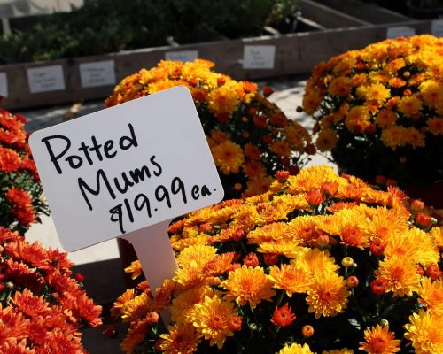 Potted Mums
