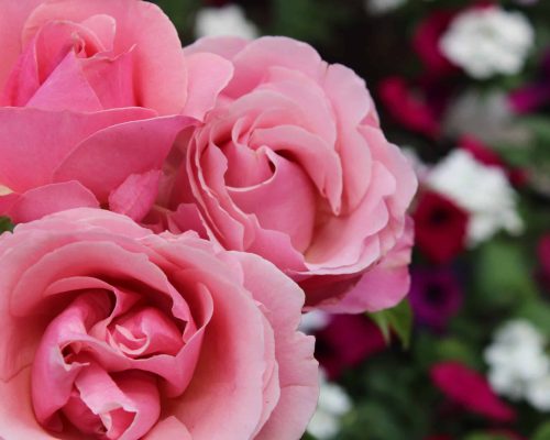 Pink Roses