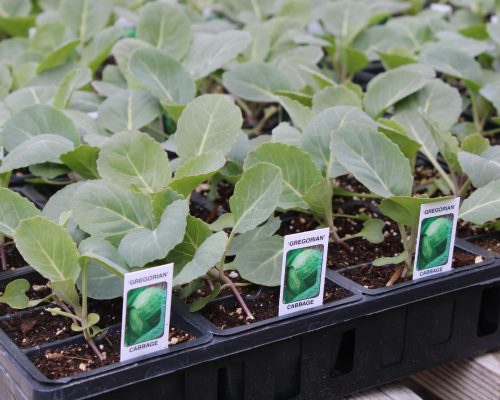 Time to plant cabbage!