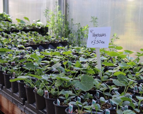 We have a full selection of vegetable starts.