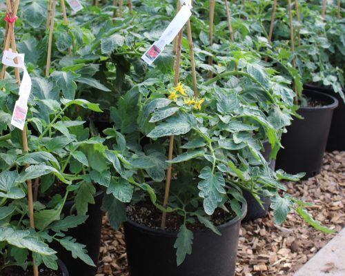 Get a head start on those delicious homegrown tomatoes!