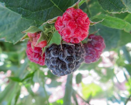 country-gardens_24